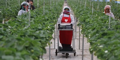 Adana’da yapay zekalı tarım atağı: Topraksız serada 450 ton çilek üretildi