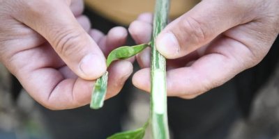 Sarıçam’da ücretsiz budama kursunda uygulamalı eğitimler başladı