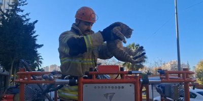 Köpekten kaçan kedi 3 gün ağaçta mahsur kaldı
