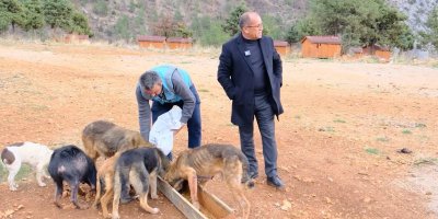 Sokak hayvanları sıcak yuvaya kavuştu