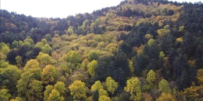 Adana dahil 11 ilde bazı alanlar orman sınırları dışına çıkarıldı