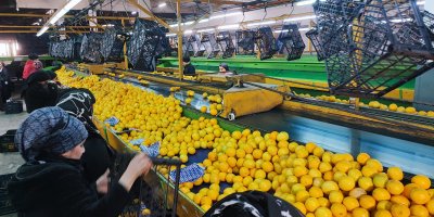 Yeni yıl öncesi Adana’da narenciye ihracatı hız kazandı