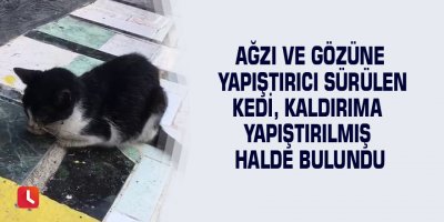 Ağzı ve gözüne yapıştırıcı sürülen kedi, kaldırıma yapıştırılmış halde bulundu