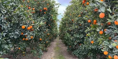 Yüreğir’de portakal toplamaya giden kadın ölü bulundu