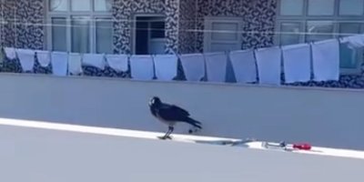 Adanalı karga bir evi mesken tuttu