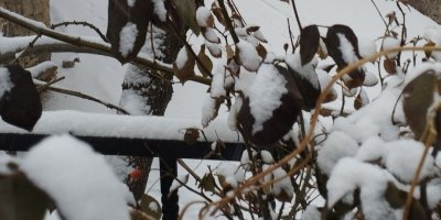 Adana'nın Tufanbeyli ilçesi karla kaplandı