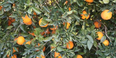 Tescilli Kozan portakalında hasat zamanı: Bahçede kilosu 10 TL