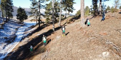 Saimbeyli’de 185 hektarlık alanda karaçam gençleştirme çalışması tamamlandı