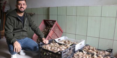 Tekstilden toprağa uzanan girişimcilik: Ak zambakla yeni bir üretim hikâyesi