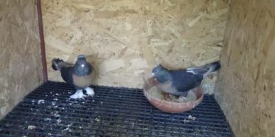 Kasklı şüpheli damdaki kuşları çaldı