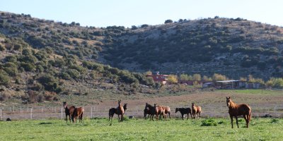 Adana milyonluk İngiliz ve Arap atlarının yetişme alanı oldu