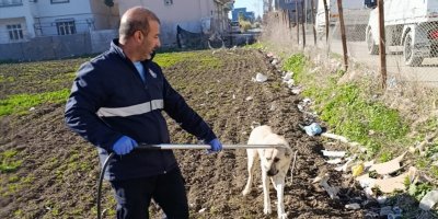 Adana’da sahipsiz köpekler ekipler tarafından toplanıyor