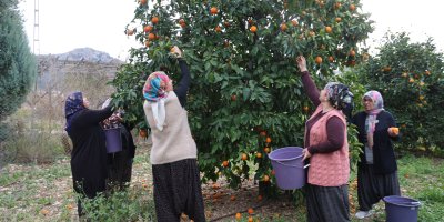 Dalında 5 TL olan turunç, kadınların elinde kara kazanda değer kazandı