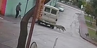 Kurt köpeklerinin saldırı anı kamerada: Küçük köpeği bulunan kadını yere düşürdüler