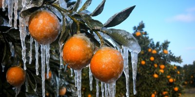 Adana için zirai don alarmı: Gece sıcaklık sıfırın altına düşecek