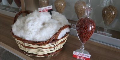 Adana’da lif kalitesi yüksek yeni pamuk çeşidi çiftçinin kullanımına sunuldu