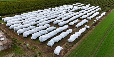 Çukurova çiftçisinden zirai don önlemi: 15 dönüm limon ağacı fileyle örtüldü