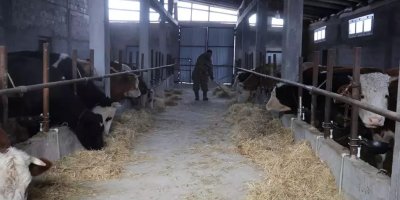 Adana'nın yeni sorunu oldu! Hayvan üreticilerinin başı dertte