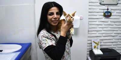 Adana’da sahipsiz köpek saldırısına uğrayan kedi ameliyatla hayata tutundu
