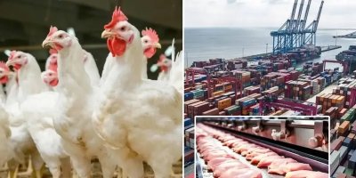 Tavuk ürünleri ihracatı yarından itibaren durdurulacak