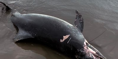 Adana'nın Karataş ilçesinde ölü yunus sahile vurdu