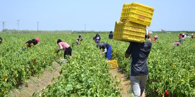 Çukurova'da 2026 tarım işçisi ücretleri belli oldu