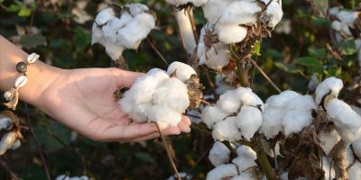 Pamukta alarm: Adana’da ekim alanı 7 yılda yüzde 70 daraldı