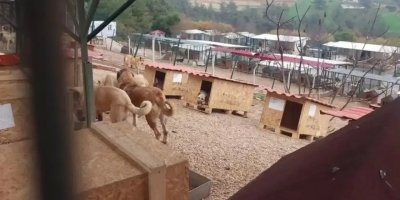 Adana’da sokak hayvanlarına anlamlı destek: Kulübeler barınaklara teslim edildi