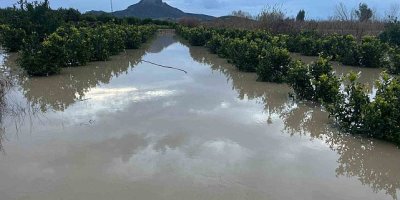 Adana'da sağanak tarım arazilerini vurdu: Hasat en az 30 gün gecikebilir