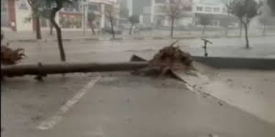 Adana'da fırtına ağaçları yerinden söktü