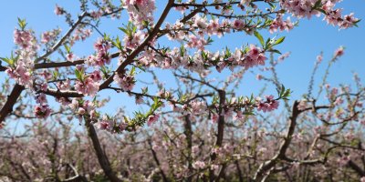 Adana'da şeftali ağaçları çiçek açtı