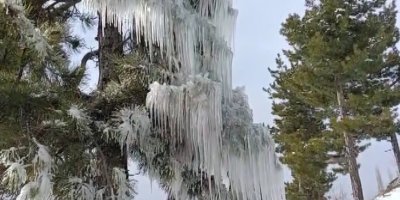 Kışın çetin şartları doğada şölen sundu