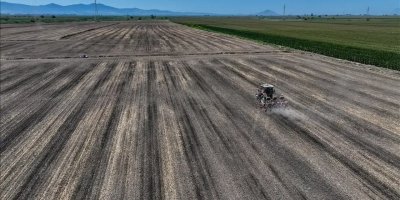 Adana’da sert çekirdekli meyve bahçelerinde karantina taraması başlatıldı