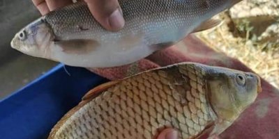 Adana’da sazangiller için 3 aylık av yasağı