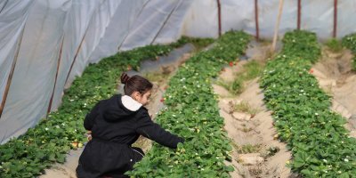 Narenciyeden umduğunu bulamayan üretici çileğe yöneldi