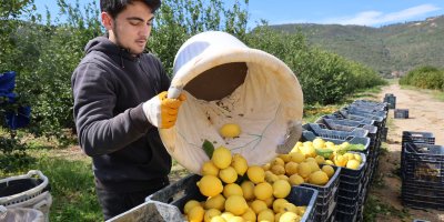 Dikenli limon üreticinin yüzünü güldürdü