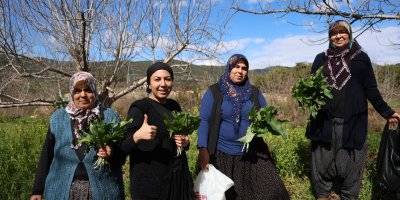 Doğadaki zehirli ot kara kazanda şifaya dönüşüyor