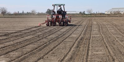 Çukurova’nın bereketli toprakları mısır ve ayçiçeği tohumları ile buluştu