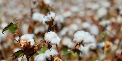 Adana’da pamuk üreticilerine pembekurt uyarısı