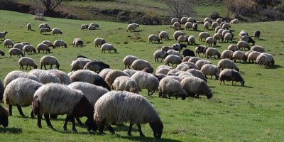 Adana'da hayvancılık yapmak için gerekli belgeler: Arazi kullanımı ve tarımsal destekler