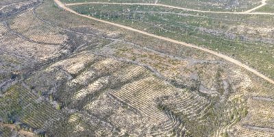 Sarıçam’da 1 milyon 200 bin fidan toprakla buluşturuldu