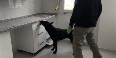 72 bin extacy yakalatıp "bizim değil" savunması yaptılar