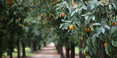 Adana'da turunçgil üretiminde yeni dönem