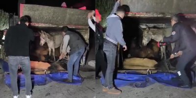 Adana’da kasası eşek dolu kamyonet yola devrildi