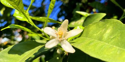 Adana'da portakal çiçeği kokusu kenti sardı
