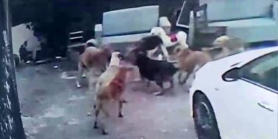 Köpek sürüsü kediyi parçaladı, korkudan çocuğunu okuldan aldı