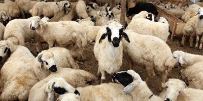 Kurbanlık fiyatları ne kadar olacak? İşte açıklanan ilk rakamlar