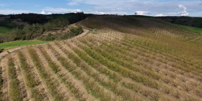 Adana'da dolu kayısı bahçelerini vurdu, çağlalar yere döküldü