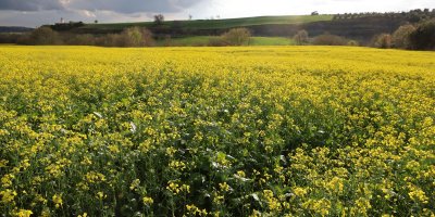 Devlet destekli kanola üretimi Adanalı çiftçinin yüzünü güldürdü