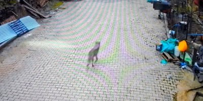 Feke'de yerleşim alanına inen kurt görüntülendi